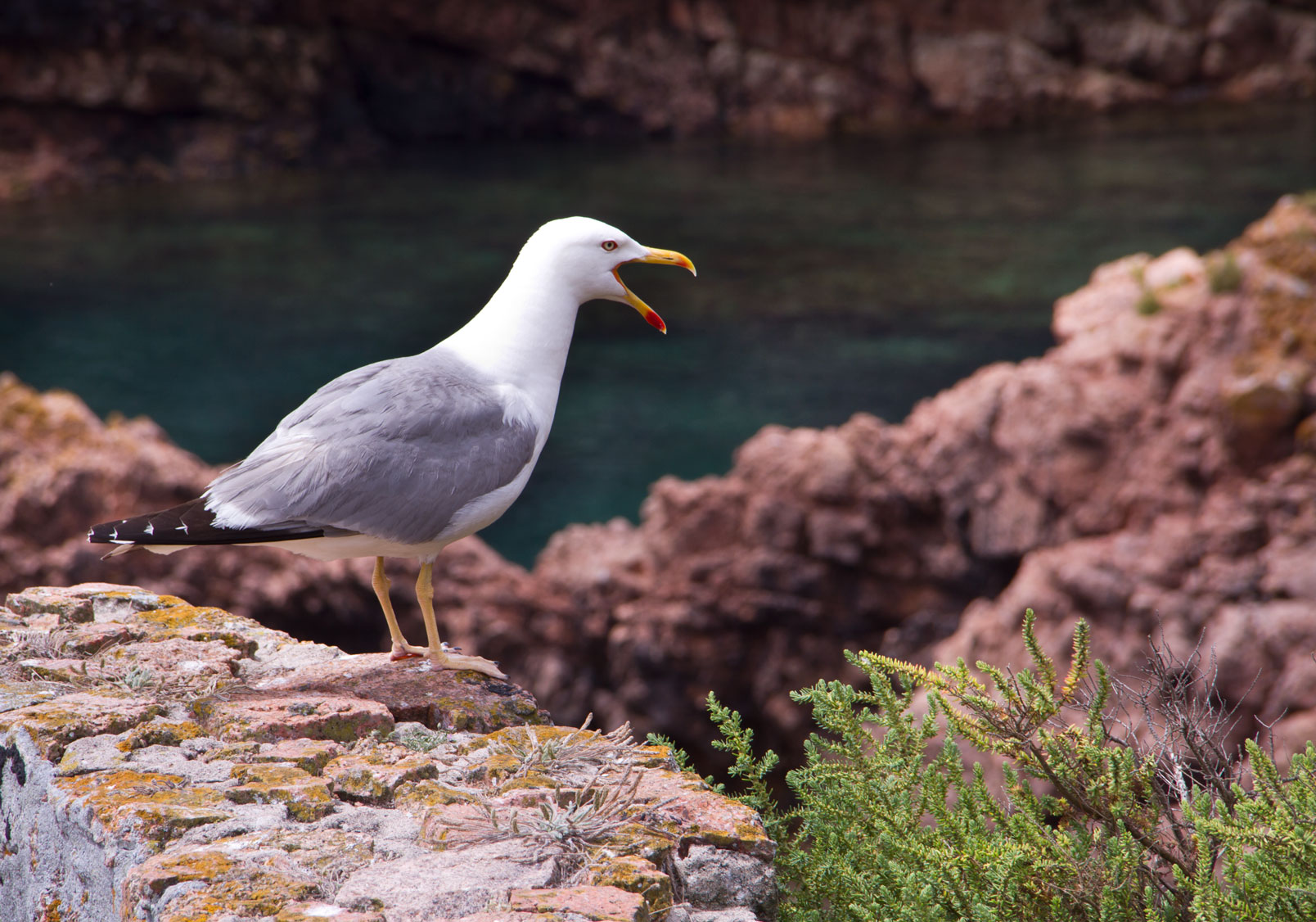 Berlenga the magical island by Isa Martins photography