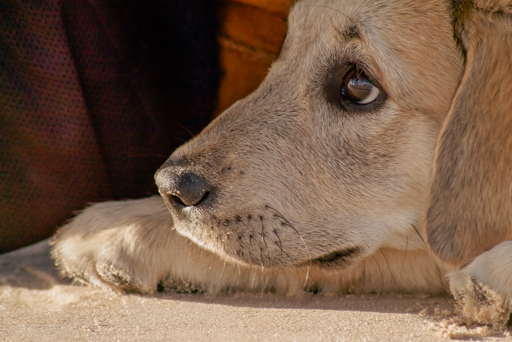 pet photography sessions